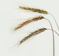 Ripe wheat ears on white sky background Royalty Free Stock Photo