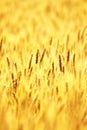 Ripe wheat field Royalty Free Stock Photo