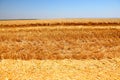 Ripe wheat field Royalty Free Stock Photo