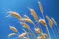 Ripe wheat field Royalty Free Stock Photo