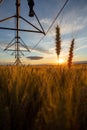Ripe wheat in the field and above is an irrigation system. Behind is a beautiful sunset Royalty Free Stock Photo