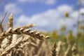 Ripe wheat field against a blue sky, Sunny summer day. Spikes