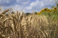 Ripe wheat field against a blue sky, Sunny summer day. Spikes of Royalty Free Stock Photo