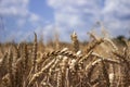 Ripe wheat field against a blue sky, Sunny summer day. Spikes Royalty Free Stock Photo