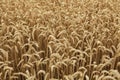 Ripe Wheat Field. Background Texture