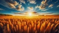 Ripe wheat field basking in the sunlight with a dramatic sky overhead Royalty Free Stock Photo