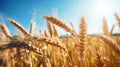 Ripe Wheat Field: A Captivating Photo Of Sunlit Gorpcore Energy Royalty Free Stock Photo