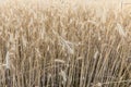 Ripe wheat field close up Royalty Free Stock Photo