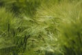 Ripe wheat field, detail, green serenity