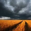 Ripe wheat field and dramatic clouds Royalty Free Stock Photo