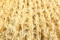 An early morning view of ripening wheat, ready for harvest on a dry, or non irrigated farm, in the fertile farm fields of Idaho.