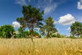 Ripe wheat field and farm in the background. Trees and blue sky. Harvesting. Royalty Free Stock Photo