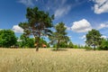 Ripe wheat field and farm in the background. Trees and blue sky. Harvesting. Royalty Free Stock Photo