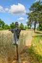 Ripe wheat field and farm in the background. Trees and blue sky. Harvesting. Royalty Free Stock Photo