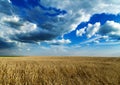 Ripe wheat field over blue sky. Agricultural landscape. Royalty Free Stock Photo