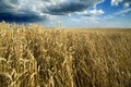 Ripe wheat field over blue sky. Royalty Free Stock Photo