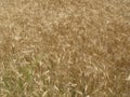 Ripe wheat on the field Royalty Free Stock Photo