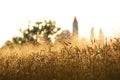 Ripe Wheat Field In Summer, Slovenia Royalty Free Stock Photo