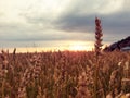 Ripe wheat field at sunset Royalty Free Stock Photo