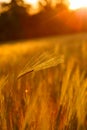 Ripe wheat on the field at sunset Royalty Free Stock Photo