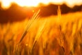 Ripe wheat on the field at sunset Royalty Free Stock Photo