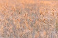 Ripe wheat field at sunset lit by golden sun rays. Wheat farm ready to be harvested. Agricultural background, copy space for text Royalty Free Stock Photo