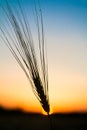 Ripe wheat field