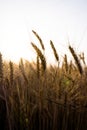 Ripe wheat field, wheat ears on the evening sky close up Royalty Free Stock Photo