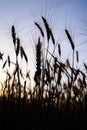 Ripe wheat field, wheat ears on the evening sky close up Royalty Free Stock Photo