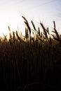 Ripe wheat field, wheat ears on the evening sky close up Royalty Free Stock Photo