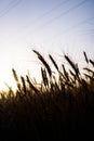 Ripe wheat field, wheat ears on the evening sky close up Royalty Free Stock Photo