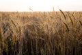 Ripe wheat field, yellow wheat ears close up Royalty Free Stock Photo