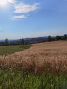 Ripe wheat fields in the heart of ÃÂ umadija