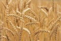 Ripe wheat background Royalty Free Stock Photo