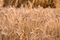 Ripe wheat growing in a field Royalty Free Stock Photo