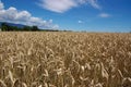 Ripe wheat landscape Royalty Free Stock Photo