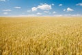 Ripe wheat landscape Royalty Free Stock Photo