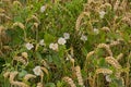 Ripe wheat plants and field bindweed flowers Royalty Free Stock Photo