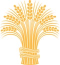 Ripe wheat sheaf. Royalty Free Stock Photo