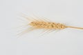 Ripe wheat spike on white background. Royalty Free Stock Photo