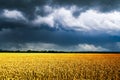 Ripe wheat spikelets on golden field infront dramatic dark sky Royalty Free Stock Photo