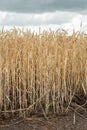 Ripe wheat spikes at the edge of the field from close Royalty Free Stock Photo