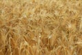 Ripe wheat wind in field Royalty Free Stock Photo