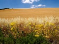 Ripe wheats with blue sky