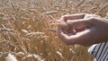 Ripe wheats, grain wheats check for ripeness