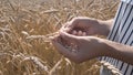 Ripe wheats, grain wheats check for ripeness