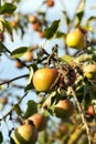 ripe whist apples Royalty Free Stock Photo