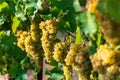 Ripe white Chardonnay grapes on vine Royalty Free Stock Photo