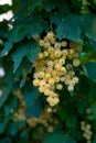 Ripe white currants in the garden. Royalty Free Stock Photo