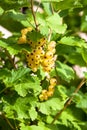 Ripe white currants Royalty Free Stock Photo